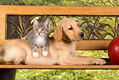DOK 01 RK0328 01
Yellow Labrador Retriever Puppy And Gray Tabby Kitten By Toy On Bench