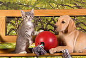 DOK 01 RK0331 01
Yellow Labrador Retriever Puppy And Gray Tabby Kitten By Toy On Bench