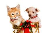 DOK 01 RK0344 01
Head Shot Of Chihuahua Puppy Orange Tabby Kitten In Christmas Drum Seamless
