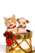DOK 01 RK0347 01
Head Shot Of Chihuahua Puppy Orange Tabby Kitten In Christmas Drum Seamless