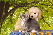 DOK 01 RK0351 01
Poodle Puppy And Gray Tabby Kitten Trees Background Studio