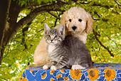 DOK 01 RK0352 01
Golden Retriever Puppy And Gray Tabby Kitten Trees Background Studio