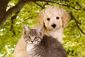 DOK 01 RK0353 01
Poodle Puppy And Gray Tabby Kitten Sitting By Trees Studio
