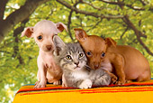 DOK 01 RK0359 01
Chihuahua Puppies And Gray Tabby Kitten Trees Background Studio
