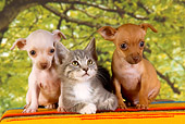 DOK 01 RK0360 01
Chihuahua Puppies And Gray Tabby Kitten Trees Background Studio