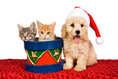 DOK 01 RK0377 01
Poodle Puppy Wearing Santa Hat With Two Kittens In Christmas Drum