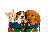 DOK 01 RK0382 01
Head Shot Of Beagle Golden Retriever Puppies And Orange Tabby Kitten In Christmas Drum Studio