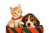 DOK 01 RK0383 01
Head Shot Of Beagle Puppy And Orange Tabby Kitten In Christmas Drum Studio