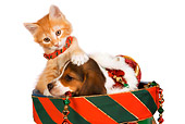 DOK 01 RK0384 01
Head Shot Of Beagle Puppy And Orange Tabby Kitten In Christmas Drum Studio