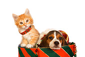 DOK 01 RK0385 01
Head Shot Of Beagle Puppy And Orange Tabby Kitten In Christmas Drum Studio