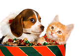 DOK 01 RK0387 01
Head Shot Of Beagle Puppy And Orange Tabby Kitten In Christmas Drum Studio