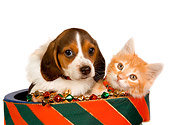 DOK 01 RK0388 01
Head Shot Of Beagle Puppy And Orange Tabby Kitten In Christmas Drum Studio