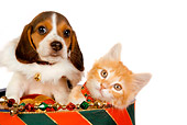 DOK 01 RK0389 01
Head Shot Of Beagle Puppy And Orange Tabby Kitten In Christmas Drum Studio