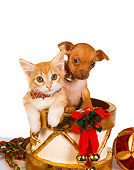 DOK 01 RK0398 01
Chihuahua Puppy And Orange Tabby Kitten In Christmas Drum Studio