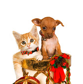 DOK 01 RK0399 01
Chihuahua Puppy And Orange Tabby Kitten In Christmas Drum Studio