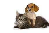 DOK 01 RK0407 01
Dachshund Puppy And Maine Coon Kitten On White Seamless Studio