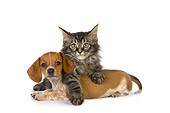 DOK 01 RK0408 01
Dachshund Puppy And Maine Coon Kitten On White Seamless Studio