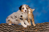 DOK 01 RK0416 01
Australian Shepherd And Red Tabby Kitten On Log Studio