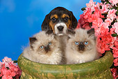 DOK 01 RK0420 01
Beagle Puppy Sitting In Planter With Two Himalayan Kittens By Flowers Studio
