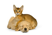DOK 01 RK0436 01
Golden Retriever Puppy And Abyssinian Kitten On White Seamless Studio