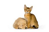 DOK 01 RK0437 01
Golden Retriever Puppy And Abyssinian Kitten On White Seamless Studio