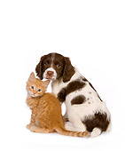 DOK 01 RK0452 01
English Springer Spaniel And Red Tabby Kitten On White Seamless Studio