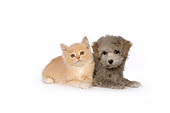 DOK 01 RK0460 01
Poodle Puppy And Red Tabby Kitten On White Seamless Studio