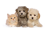 DOK 01 RK0461 01
Poodle Puppies And Red Tabby Kitten On White Seamless Studio