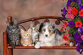 DOK 01 RK0464 01
Three Kittens With Australian Shepherd Puppy On Chair By Flowers Studio