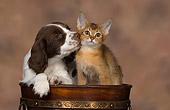 DOK 01 RK0471 01
English Springer Spaniel And Abyssinian Kitten In Flower Pot Studio