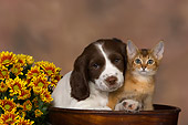 DOK 01 RK0472 01
English Springer Spaniel And Abyssinian Kitten In Flower Pot By Flowers Studio