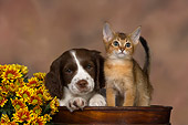 DOK 01 RK0473 01
English Springer Spaniel And Abyssinian Kitten In Flower Pot By Flowers Studio