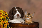 DOK 01 RK0474 01
English Springer Spaniel And Abyssinian Kitten In Flower Pot By Flowers Studio