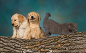 DOK 01 RK0475 01
Two Golden Retriever Puppies And Gray Kitten On Log Studio