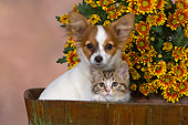 DOK 01 RK0481 01
Papillon Puppy And Tabby Kitten In Bucket By Flowers Studio