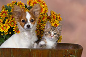 DOK 01 RK0482 01
Papillon Puppy And Tabby Kitten In Bucket By Flowers Studio