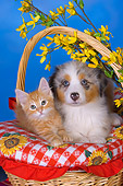 DOK 01 RK0490 01
Australian Shepherd And Orange Tabby Kitten In Basket By Flowers Studio