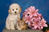 DOK 01 RK0491 01
White Poodle And Abyssinian Kitten By Flowers Studio
