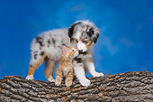DOK 01 RK0495 01
Australian Shepherd And Orange Tabby Kitten On Log Studio