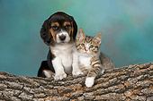 DOK 01 RK0499 01
Beagle Puppy And Tabby Kitten On Log Studio