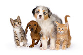 DOK 01 RK0506 01
Australian Shepherd Dachshund Puppy And Two Kittens On White Seamless Studio