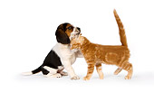 DOK 01 RK0512 01
Beagle Puppy And Orange Tabby Kitten On White Seamless Studio
