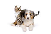 DOK 01 RK0517 01
Australian Shepherd Puppy And Tabby Kitten On White Seamless Studio
