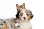 DOK 01 RK0518 01
Australian Shepherd Puppy And Tabby Kitten On White Seamless Studio