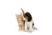 DOK 01 RK0523 01
Beagle Puppy And Orange Tabby Kitten On White Seamless Studio