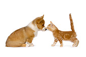 DOK 01 RK0526 01
Welsh Corgi And Orange Tabby Kitten On White Seamless Studio