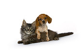 DOK 01 RK0527 01
Dachshund Puppy And Maine Coon Kitten On White Seamless Studio