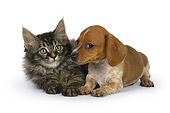 DOK 01 RK0528 01
Dachshund Puppy And Maine Coon Kitten On White Seamless Studio