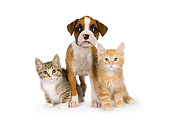 DOK 01 RK0530 01
Boxer Puppy And Orange And Tabby Kittens On White Seamless Studio
