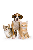 DOK 01 RK0531 01
Boxer Puppy And Orange And Tabby Kittens On White Seamless Studio